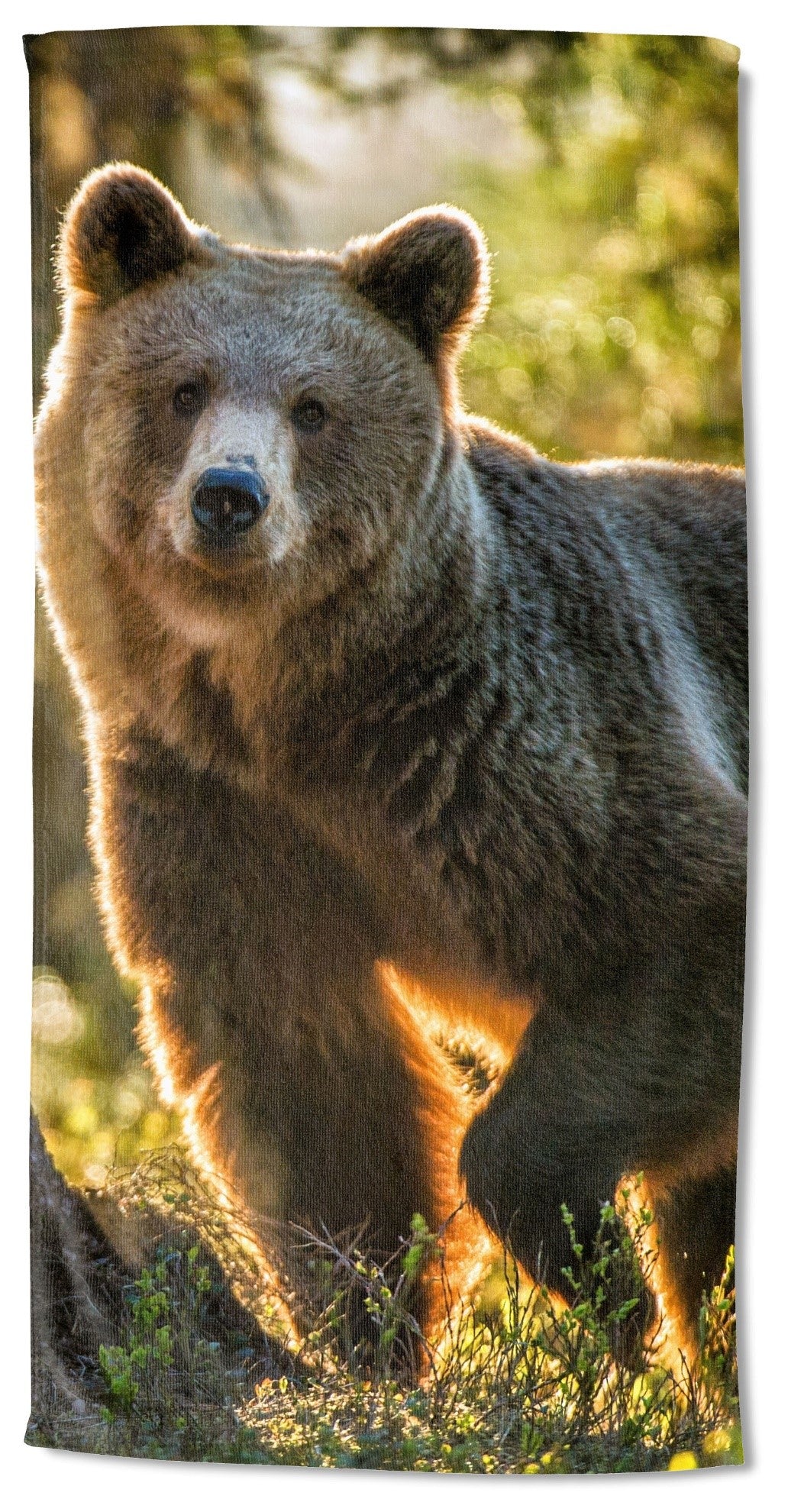 Morning Stroll Bear (30x60) - 0367